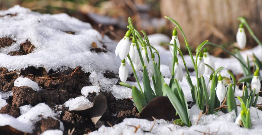 Záhradníkov rok: Február