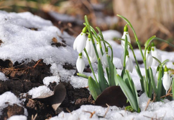 Záhradníkov rok: Február